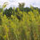 Thumbnail: Goldenrod Supreme Extract / Immune-Respiratory Kidney Support