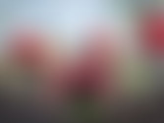 TINY FOREST. HUGE IMPACT.