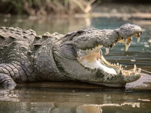 Crocodilo Mata Menor em Sabeta, Tambara: Autoridades Apelam à Cautela
