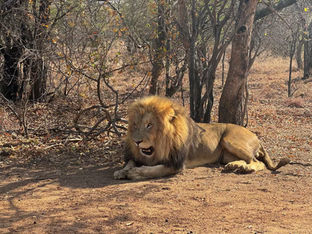 Leão em cativeiro voltado ao turismo na África do Sul