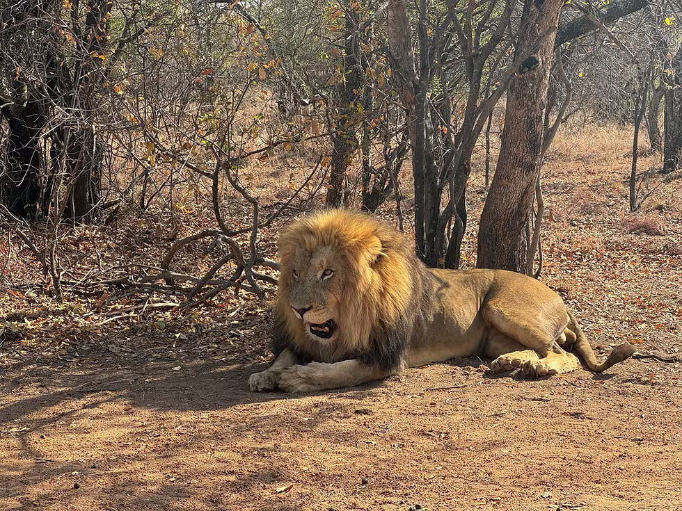 Leão em cativeiro voltado ao turismo na África do Sul