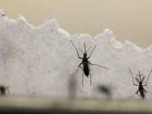 Vírus da Dengue Detetado na Madeira, Sem Casos Humanos