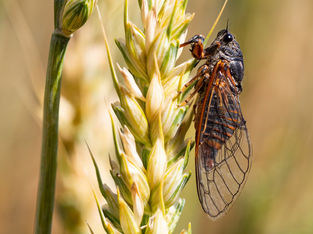 Cicadetta montana apoiada em uma planta
