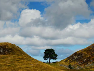 árvore de Sycamore Gap