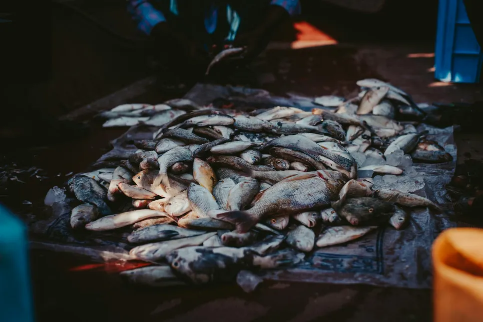Vários peixes amontoados em uma bancada