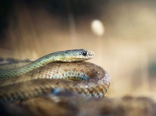Serpentes Gigantes de 2 Metros Invadem Reino Unido