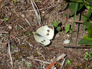 borboleta Small White do Sul