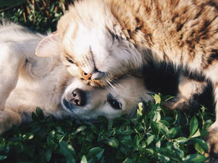 RG dos animais: quase 28 mil pets registados em apenas 24 horas