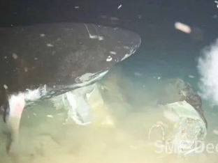 Imagens inéditas captam tubarões-gigantes do Pacífico a alimentar-se