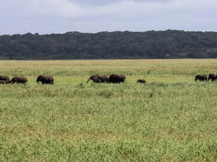 Parque Nacional de Maputo classificado como Património Mundial