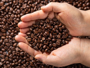 Mãos seguram grãos de café e aparecem mais grãos ao fundo