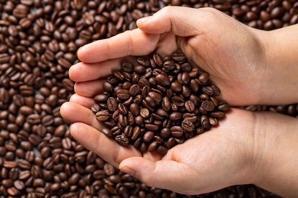 Mãos seguram grãos de café e aparecem mais grãos ao fundo
