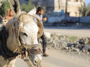 Burros tornam-se essenciais na sobrevivência em Gaza