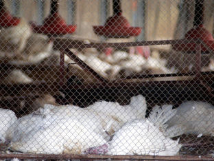 Reino Unido Detecta Caso de Gripe Aviária em Humano