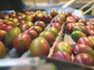 Tarifa imposta por Trump ameaça frutas brasileiras destinadas aos EUA
