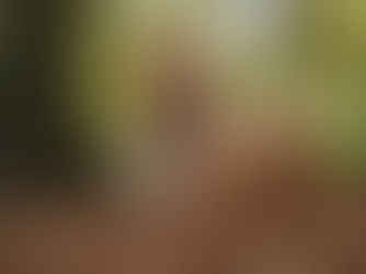 Imagem de cão com coleira preta