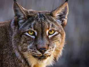 Lince-euroasiático