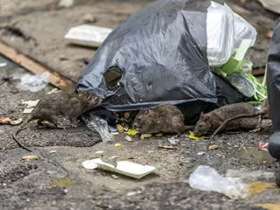 Glasgow enfrenta "epidemia" de ratos com 100 pessoas hospitalizadas