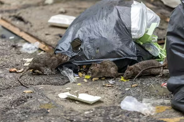 Na imagem mostram 3 ratos comendo em um saco de lixo no chão