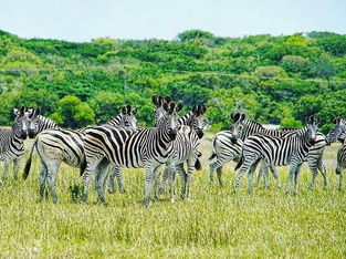 A imagem mostra um grupo de zebras, provavelmente na Reserva Especial de Maputo, agora parte do Parque Nacional de Maputo, em Moçambique.