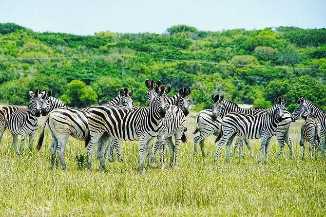 A imagem mostra um grupo de zebras, provavelmente na Reserva Especial de Maputo, agora parte do Parque Nacional de Maputo, em Moçambique.