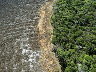 Imagem mostra divisão de área desmatada e a direita mostra área florestada