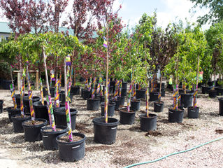 9 Easy Steps For Planting Container Trees and Shrubs