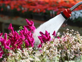 Summer Flower Care
