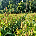 Field with lush plants.jpg