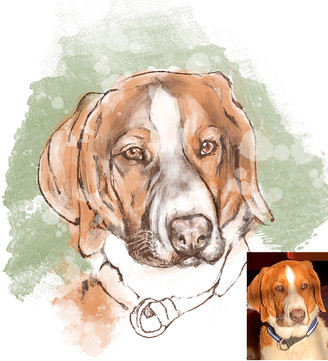 portrett tegning jul julegavebursdagsgave gave trondheim portrettegning illustrasjon llustratør Trondheim illustrator trondheim digital drawing daffy design daffydesign Kirsten Stangvik pet pets