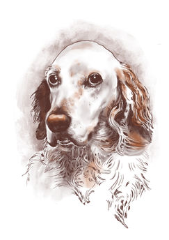 portrett tegning animal dog trondheim portrettegning illustrasjon llustratør Trondheim illustrator trondheim digital drawing Kirsten Stangvik