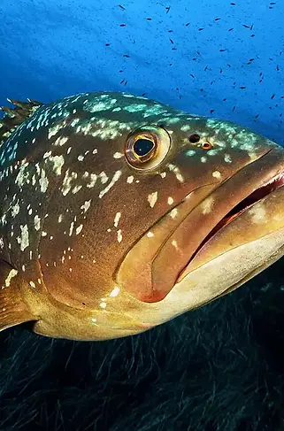 1-Epinephelus-marginatus-©-Gianluca-Cucco.webp