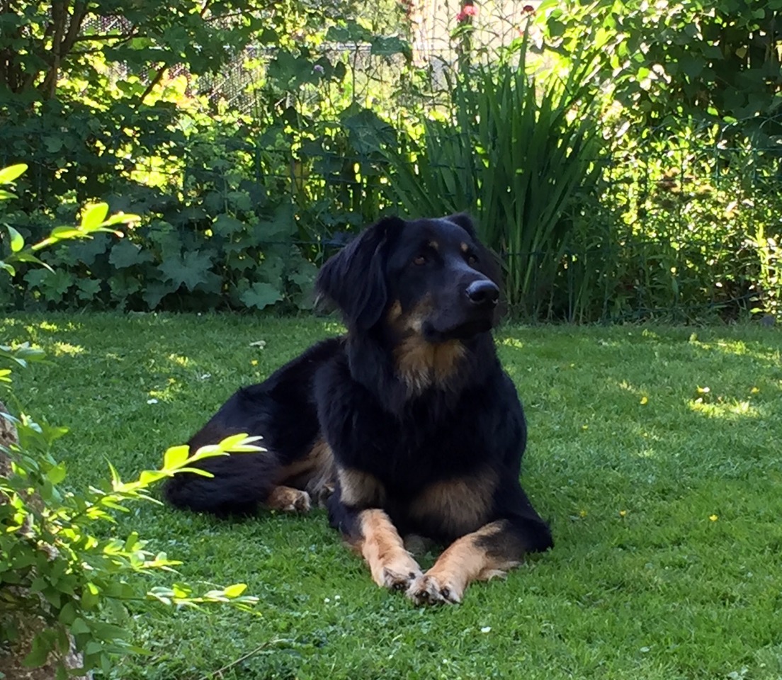 Juli (Dilea) vom Kengener Busch