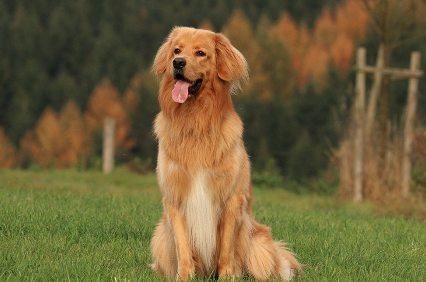 Cody (Codak) vom Vierseitenhof