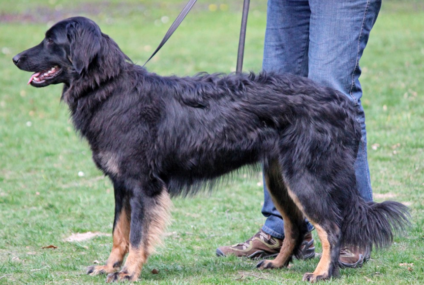 Frieda vom Bergischen Löwen