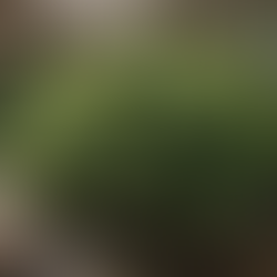 The Ocean's Superfood