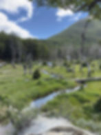 ree