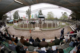 Está en vigencia el Plan Toro Hoy se realizará los remates en el marco de la Expo Formosa 2016