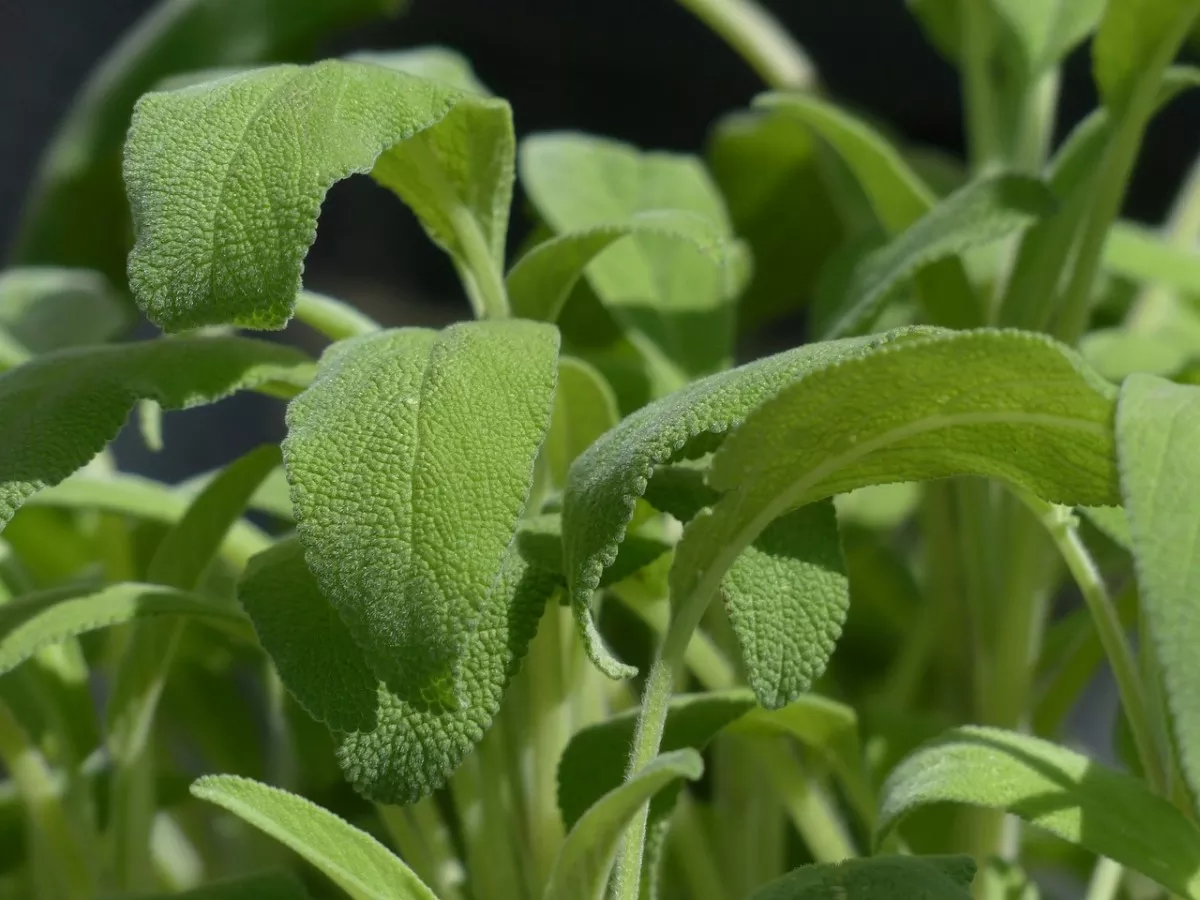 A planta sálvia na natureza