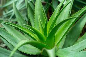 A planta babosa ou aloe vera na natureza