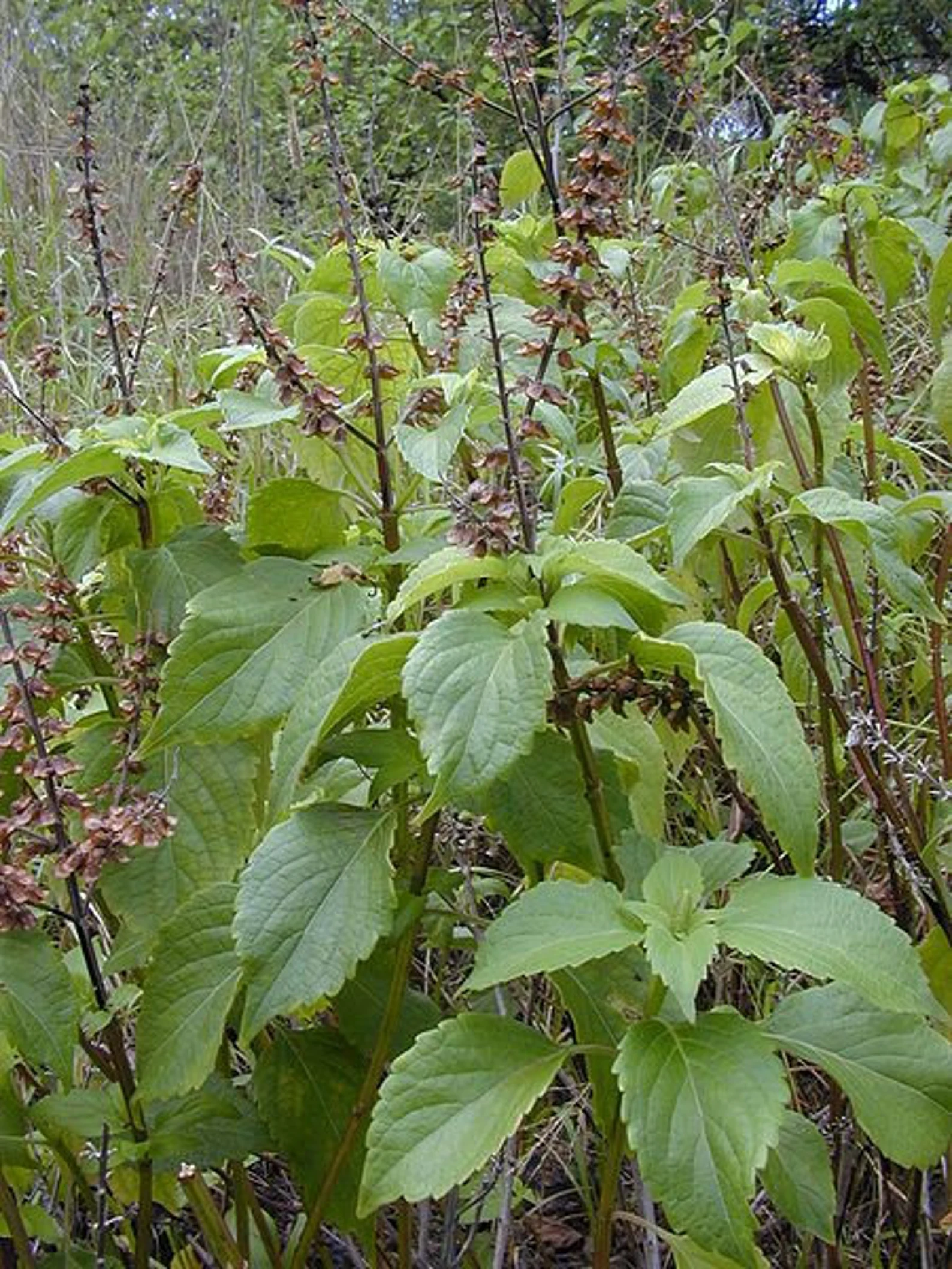 Alfavaca talos flores e folhas