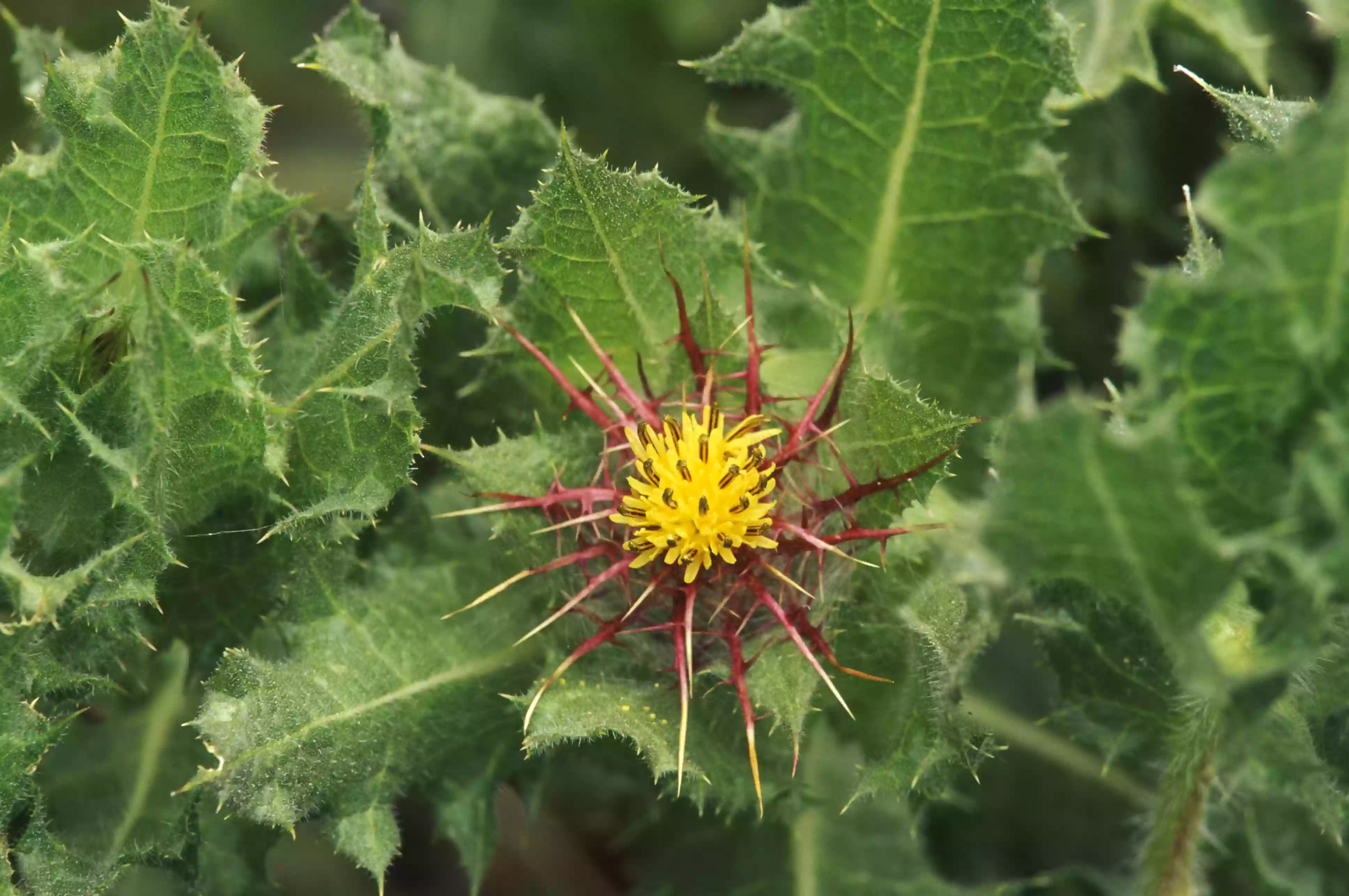 Cardo-santo folhas e flor
