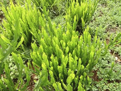 A planta carqueja na natureza
