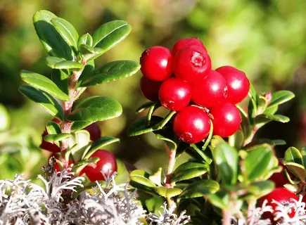uva-ursina - Arctostaphylos uva-ursi - frutos e folhas