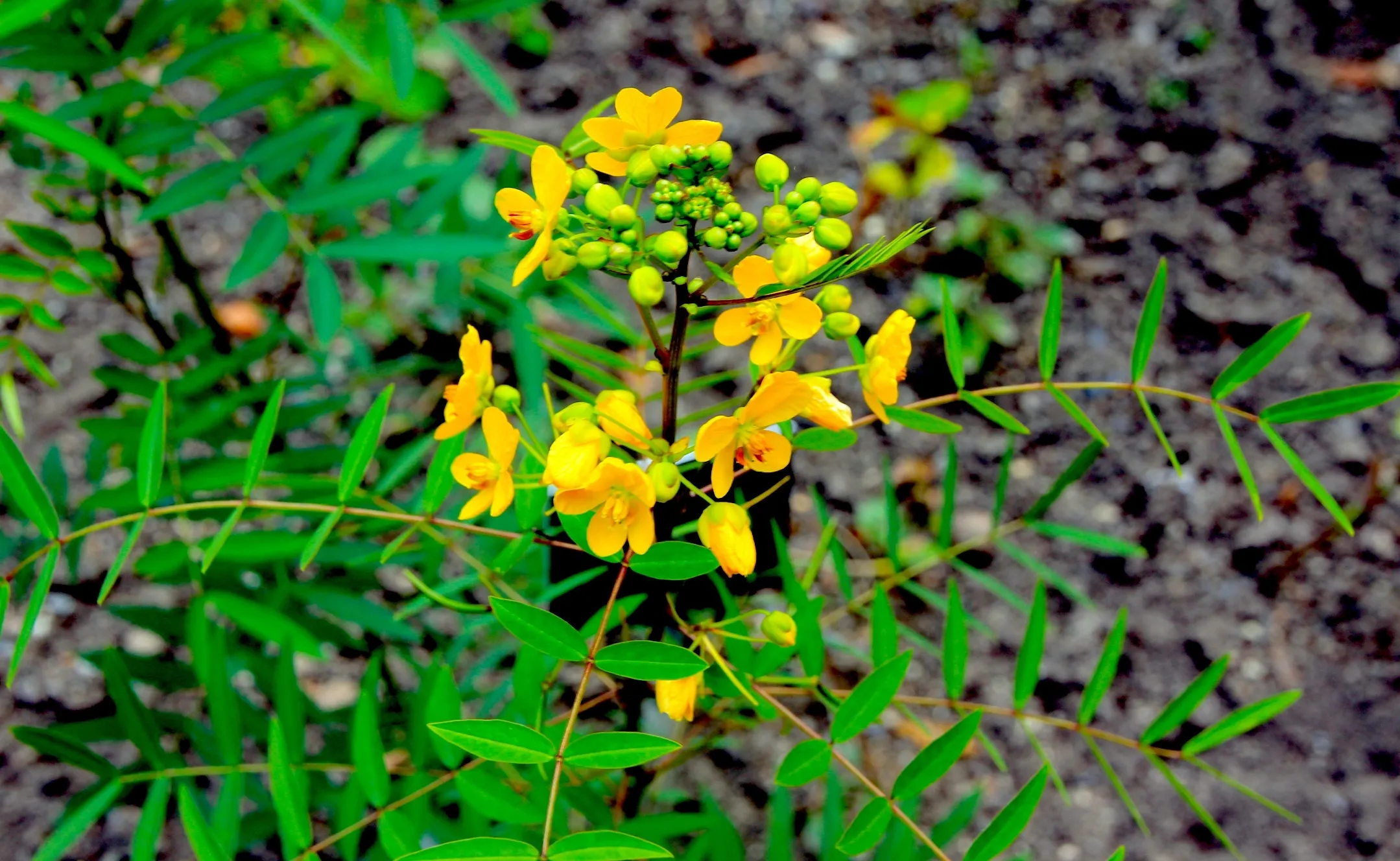 A planta sene na natureza com flores