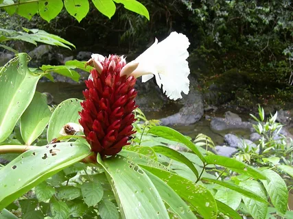 Cana-de-macaco - Costus  - plantado na natureza