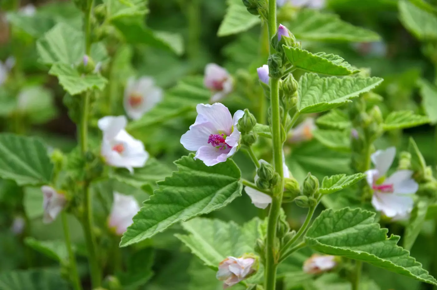 A planta altéia com flores na natureza
