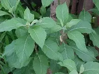 Assa-peixe (Vernonia polysphaera) - Planta medicinal na natureza