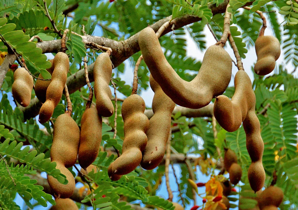 Galho da planta tamarindo com frutos na natureza