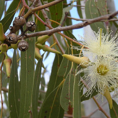 Galho de eucalipto com flores e frutos